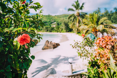 Close-up of flowering plants at beach