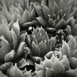 Full frame shot of succulent plant
