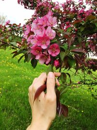 Midsection of person holding pink flowering plant