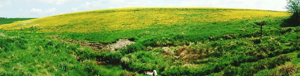 Scenic view of grassy field against cloudy sky