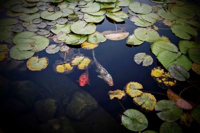 Water lily in lake