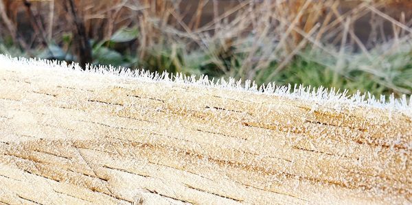 High angle view of plants on land during winter