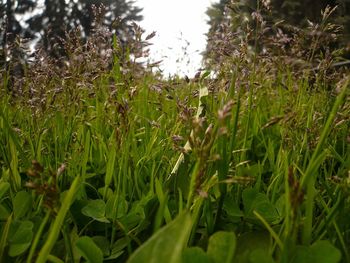 Close-up of wet grass on field against sky