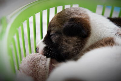 Close-up of a cat sleeping