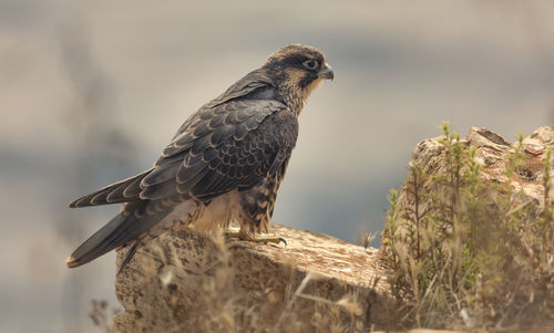 Close-up of bird perching on ledge