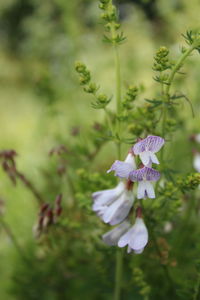 Close-up of purple flowering plant