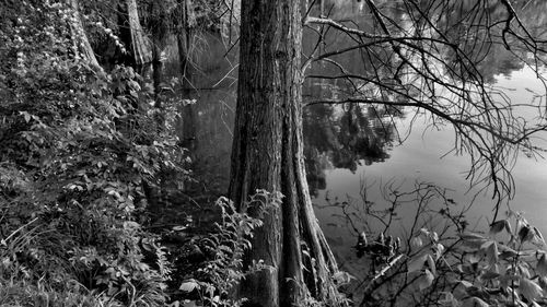 Bare trees in forest
