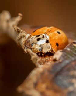 Close-up of ladybug on wood