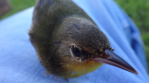 Close-up of bird on blue fabric