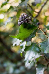Close-up of berries growing on plant