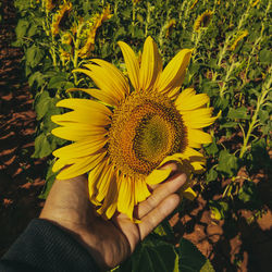 Close-up of hand holding yellow flower