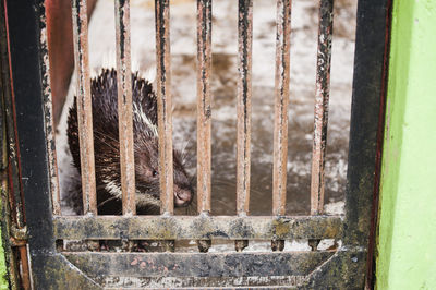 Close-up of porcupine in cage