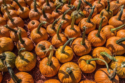 Full frame shot of pumpkins for sale