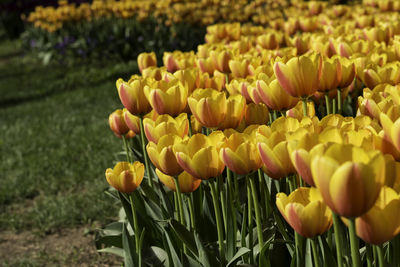 Close-up of yellow tulips on field