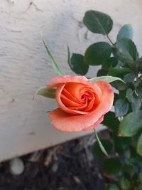 Close-up of rose plant