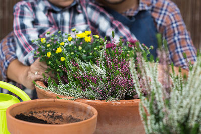 Close-up of potted plant