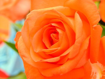 Close-up of orange rose