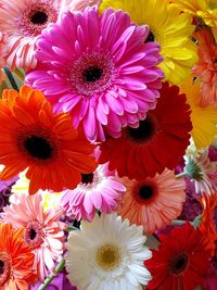 Close-up of pink daisy flowers