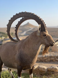 Close-up of deer standing on field