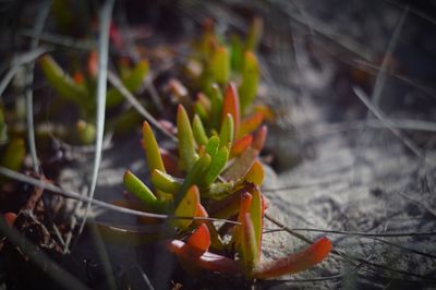 Close-up of leaves