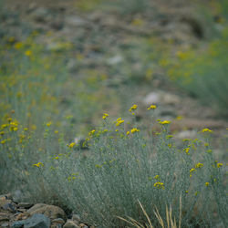 Close-up of yellow flowering plants on land