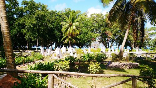 Palm trees by flowers against sky