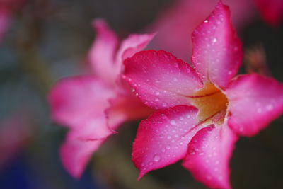 Close-up of water drops on pink flower
