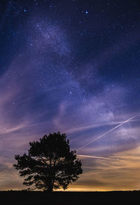 Silhouette tree against sky at night