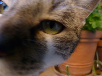 Close-up of cat