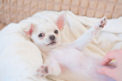 Close up of cute funny dog chihuahua puppy with hand touching on sofa.