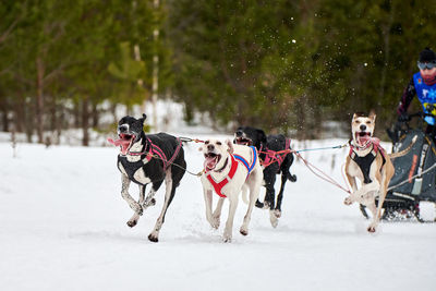 View of horse running on snow covered field