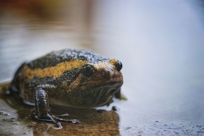 Close-up of frog in water