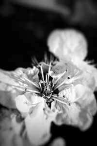 Close-up of plant