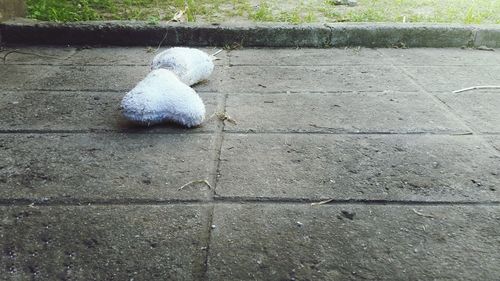 High angle view of dog