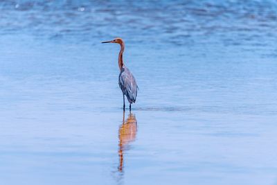 Bird on a lake