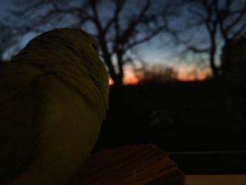 Close-up of a bird perching on branch