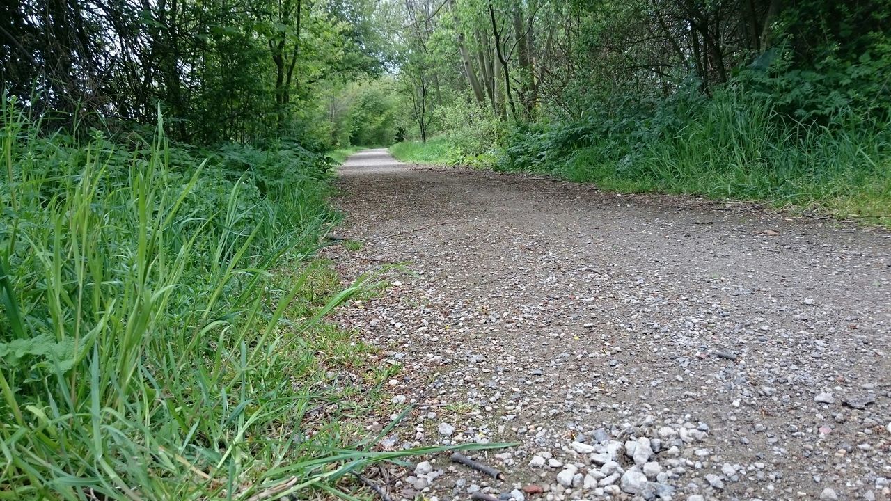 tree, the way forward, growth, road, transportation, tranquility, diminishing perspective, nature, forest, vanishing point, green color, tranquil scene, grass, plant, asphalt, dirt road, surface level, day, empty road, sunlight