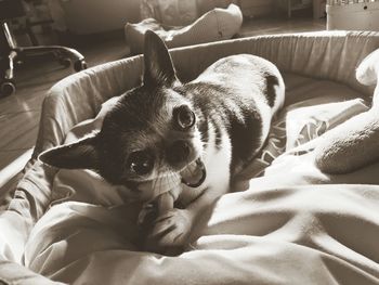 High angle view of dog resting on bed at home