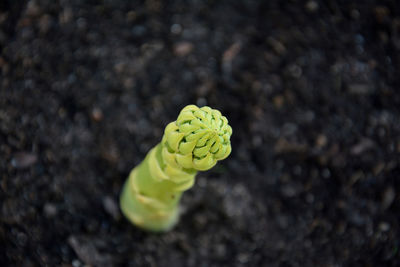 High angle view of green asparagus plant on field