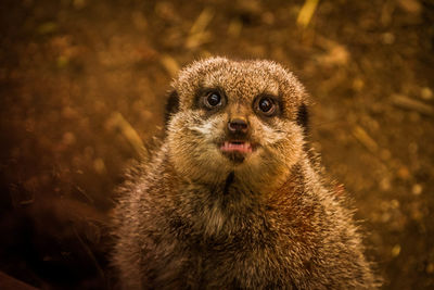Close-up portrait of meerkat