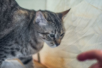 Close-up of hand holding cat