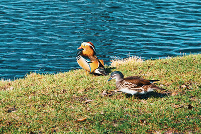 Ducks in a lake