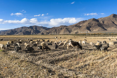 View of sheep on field against sky