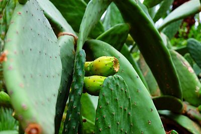 Close-up of prickly pears growing on cactus