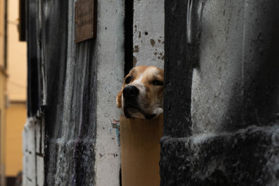 Close-up of a dog looking away