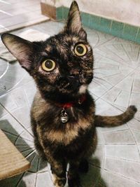 Portrait of cat on floor