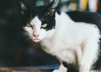 Close-up portrait of a cat