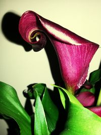 Close-up of pink flowers