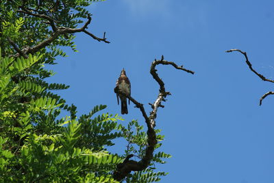 Low angle view of bird flying against blue sky