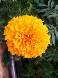 Close-up of orange flowers